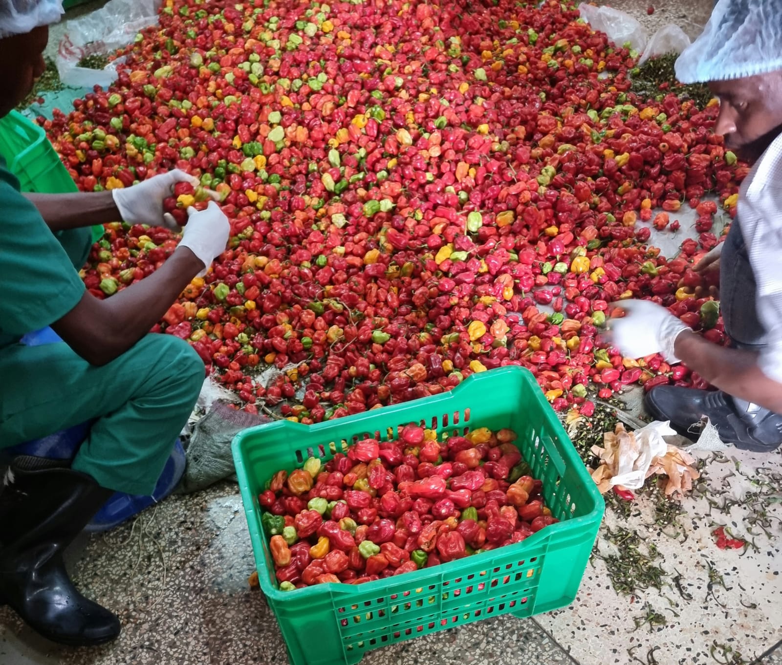 Our Commitment to Local Farmers Across Uganda
