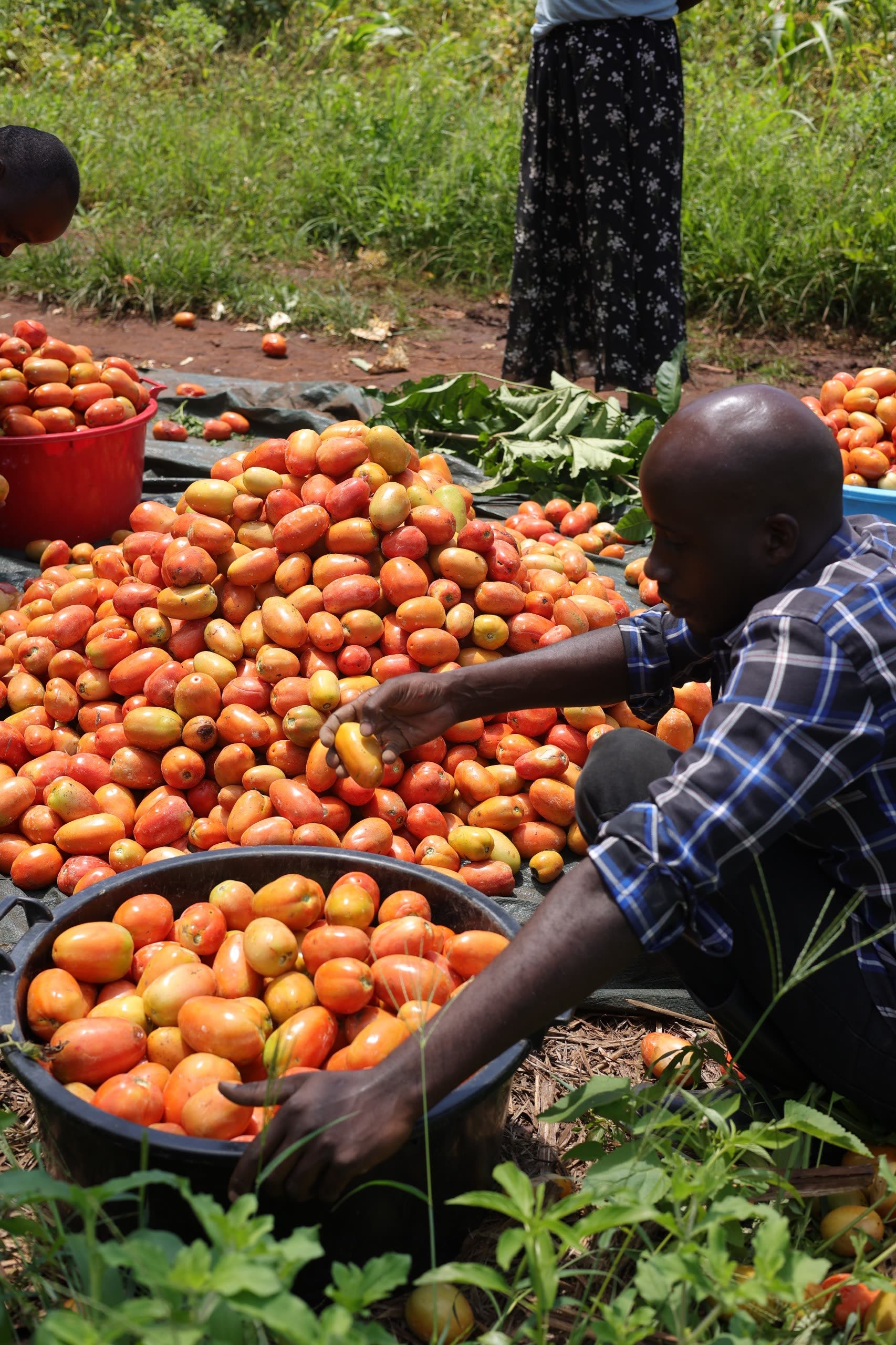 Sun-ripened Ugandan tomatoes grown for Macdough Foods